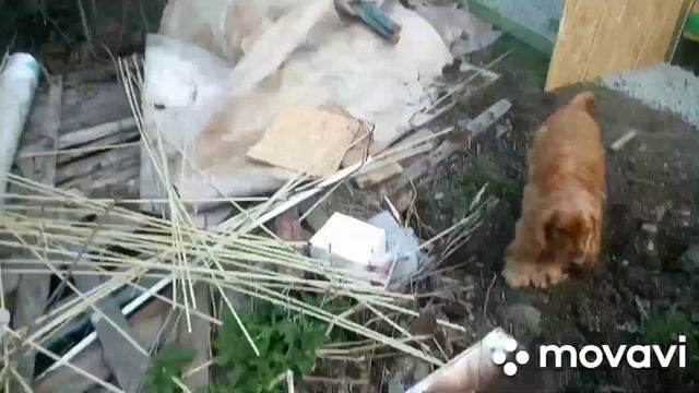 Садовый понедельник воплощение мечты жены и дочки? посадка ирги и вигвам))) смотреть онлайн