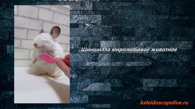 Шиншилла миролюбивое животное смотреть онлайн
