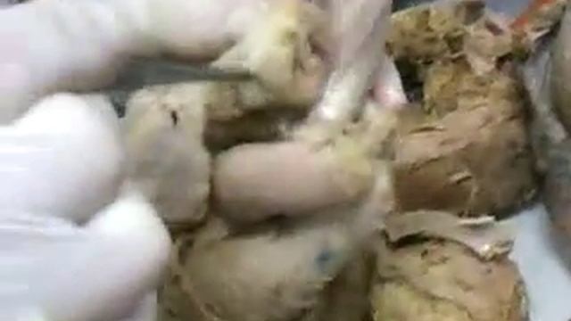 анатомия сердца 2 ДонНМУ смотреть онлайн