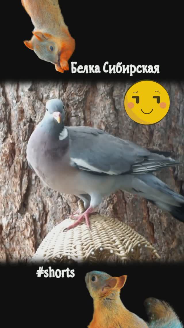 Вяхирь сел на зонтик