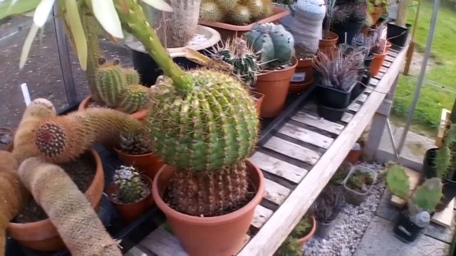 My Echinopsis Mamillosa Cactus Plant From Bud To Bloom