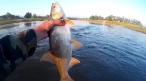 Ловим Голавля и Жереха спиннингом на воблер Jackall Chubby 38