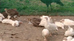 Цесарка Белая Волжская. Царская птичка!