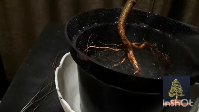 ?Бонсай. Начало. Ямадори - ель обыкновенная? смотреть онлайн