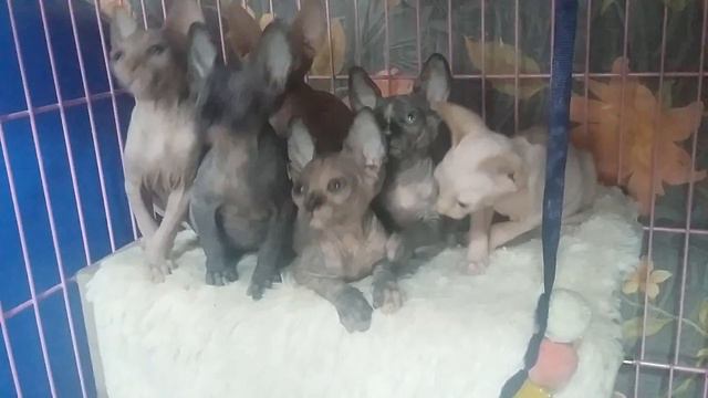котятки кошечки и котики смотреть онлайн