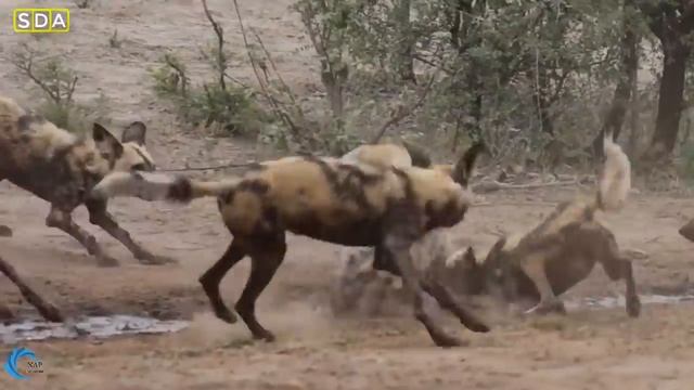 Mother Lion Save Lion Cubs From 10 Wild Dogs - Epic Battle! Wild Dogs Vs Lion