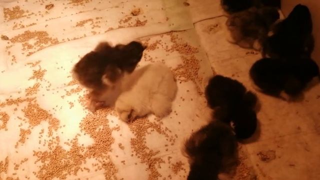 Как определить курочек от петуха Мехеленской кукушки. смотреть онлайн