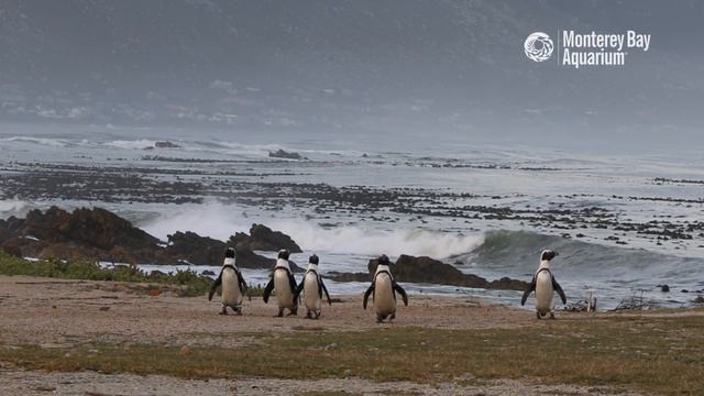 Where Do Penguins Live? | Penguin 101 смотреть онлайн