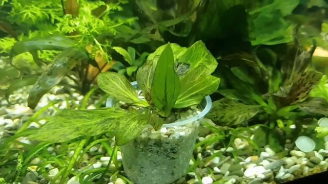 Кошачий наполнитель как подложка для аквариумных растений смотреть онлайн