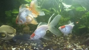 золотые рыбки