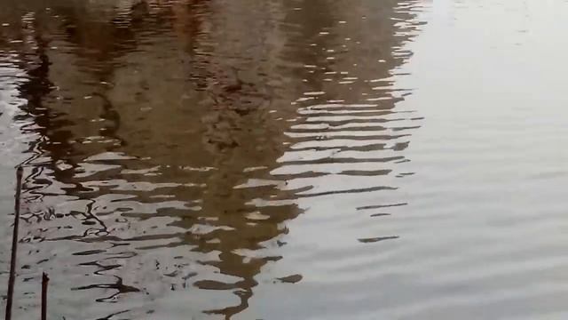 Московский зоопарк смотреть онлайн