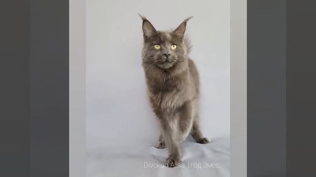 Кошка мейн-кун 1 год и 3 месяца смотреть онлайн