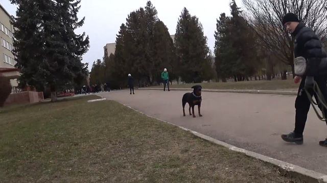 Ротвейлер Барбур, навчання господаря. Частина 2. смотреть онлайн