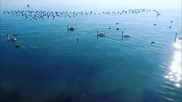 Море, лебеди и уточки Евпатория Крым 23 января 2017 смотреть онлайн