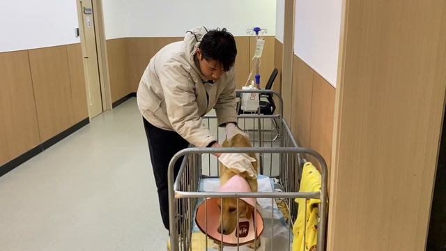 “Dog's legs are swollen and do not move”Weeping because its master abandoned it смотреть онлайн