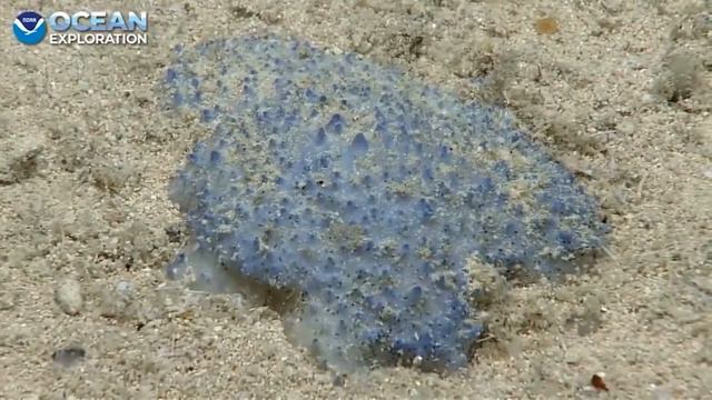 Неизвестное науке голубое существо найдено в Карибском море смотреть онлайн