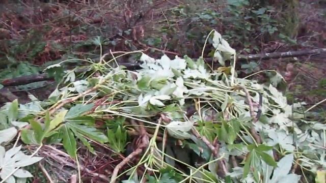 Growing Fatsia japonica from cuttings смотреть онлайн
