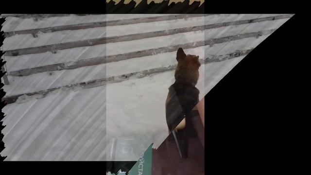 Поездка в банк с Багирушкой. смотреть онлайн