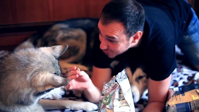 ГОЛОДОВКА У ХАСКИ | Чем кормить собаку ? смотреть онлайн