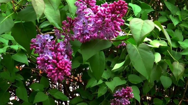 Вербное воскресенье - Священный день. Поставьте вербу у кровати | Тайна Жрицы смотреть онлайн