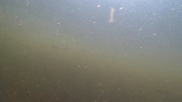 Подводная охота Астрахань с.Вышка пучеглазики такие любопытные!за один день встретил двух любопытны смотреть онлайн