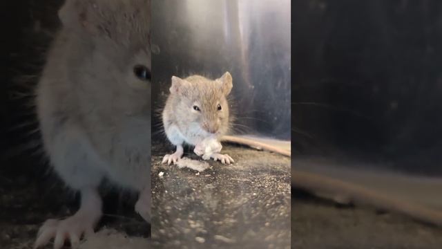 Крыса обжора ??#крыса #мышь #животные #animals #rat смотреть онлайн