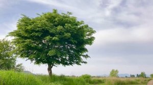 КАЗАЧЬИ ПЕСНИ _ Сборник песен _ 31 Песня для души _ .