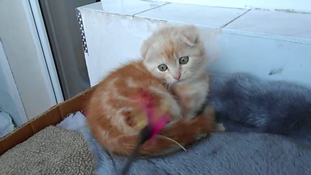 Кремовый мраморный мальчик смотреть онлайн