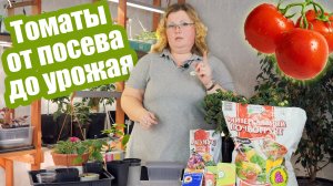 Томатная шпаргалка от посева до сбора урожая. Пошаговая инструкция по выращиванию