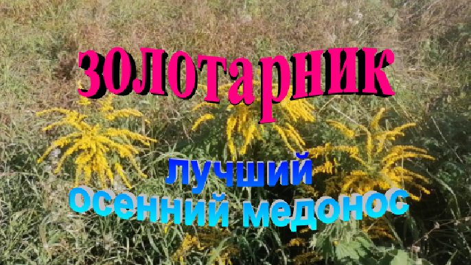 Золотарник лучший осенний медонос смотреть онлайн