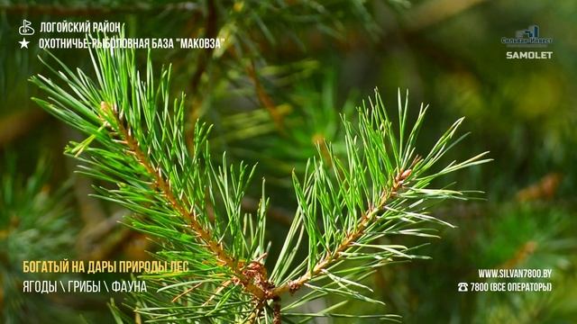 Аэросъемка охотничье-рыболовной базы на озере Маковза (Логойский район) смотреть онлайн