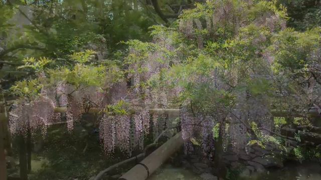 20160430 Kasuga taisya(Nara park) смотреть онлайн