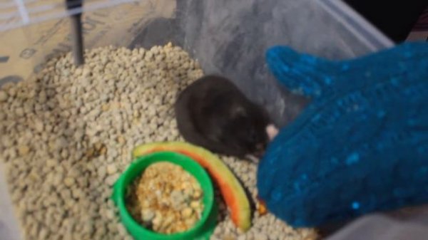 Хомяки -крушилы! Что делают хомяки??!