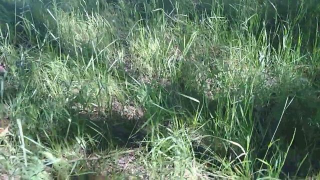 Собираем грибы подосиновики. Лето 2020