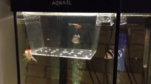 Чернополосая Цихлазома разведение и содержание