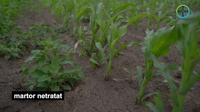 Centrul de Inovație Agro Tehnologică Bayer 2020 pentru cultura de porumb смотреть онлайн