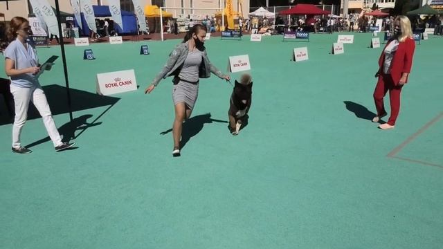 Akita dog show. Выставка собак Одесса. #akita. Американская акита. Рідна природа. КСУ. Осень. смотреть онлайн