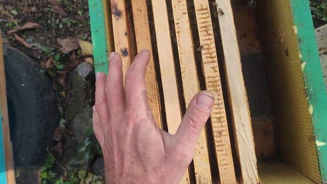 Основная ошибка пчеловода НЕ ДАТЬ ПЧЁЛАМ СОБРАТЬСЯ И ЗИМОВАТЬ пережатие и выкучивание пчёл ☝️?? смотреть онлайн