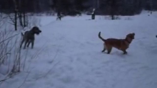 Ирландский волкодав зимой смотреть онлайн