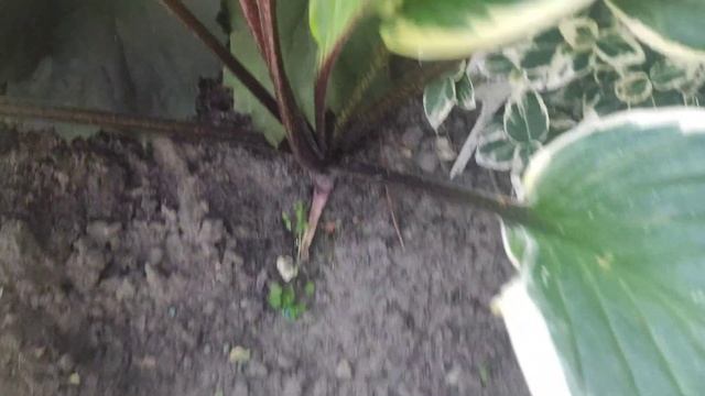 Вечерняя дачная "болталка"... знакомство с хостами и гейхерами на моих клумбах...клумба первая ??? смотреть онлайн