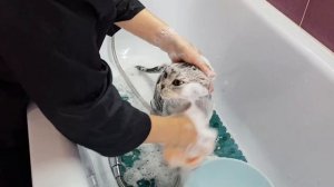 Как помыть кота и остаться в живых))