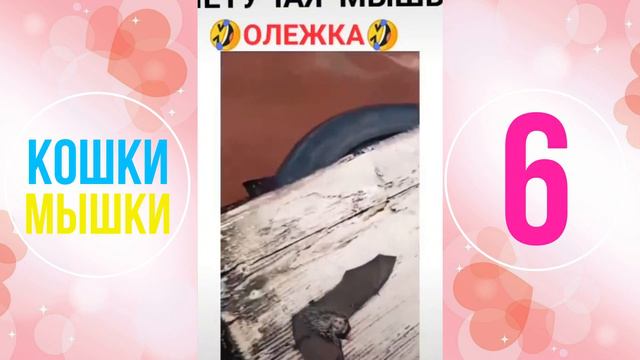 Приколы с Животными №6 | Забавные Кошки | Весёлые Собаки | Кошки Мышки 🐱🐭 смотреть онлайн