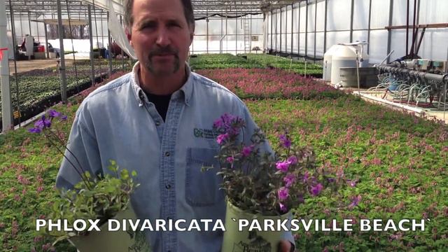 Go BUTTERFLY with American Beauties Native Plants! смотреть онлайн