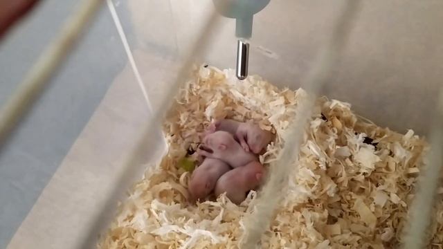 Продаю хомячат смотреть онлайн