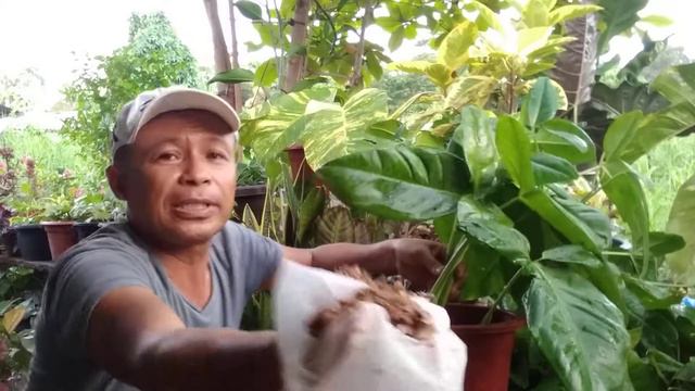 Syngonium Auritum Rabbit Ear Propagation Tips