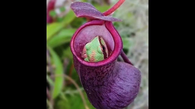 Растения-хищники. смотреть онлайн