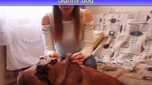 Подкожный укол, как делать? Как сделать собаке подкожный укол? Инструкция