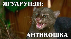 ЯГУАРУНДИ: Антикошка! Или «чужой» среди своих? | Интересные факты про кошек и Животных Америки