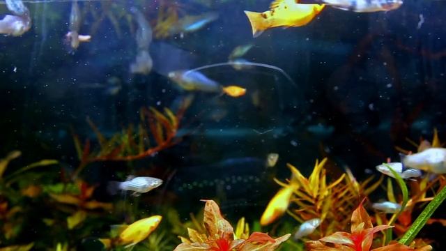 Аквариум травник с живородками смотреть онлайн