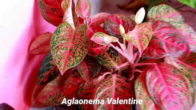 My Small Indoor Garden Overview 2020, My Indoor Plant Collection